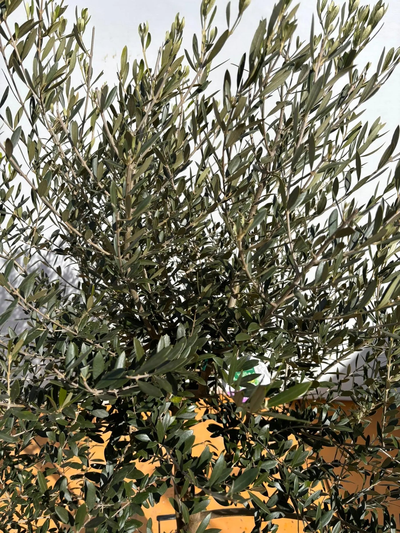 オリーブの木　ネバディロブランコ　約170cm　NO.2070　大型　人気　現品 NEWネバディロブランコ（オリーブの木）｜XLサイズ｜NO.2138｜約170cm