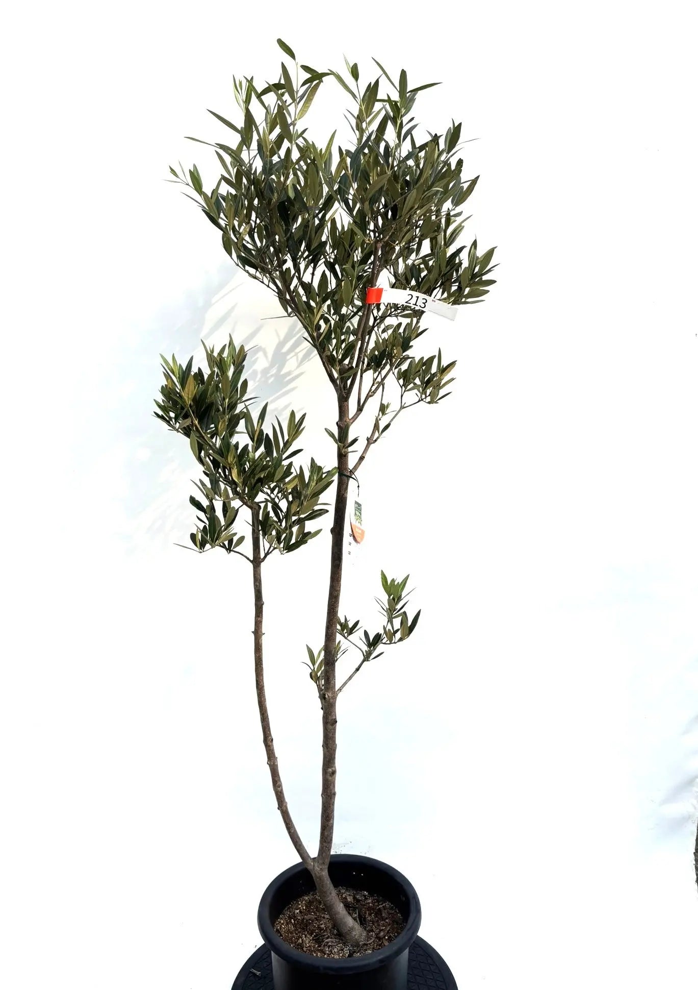 NEWひなかぜ（オリーブの木）｜Mサイズ｜K-216｜約150cm｜初心者・目隠し・直立型｜ 株式会社鶴亀園