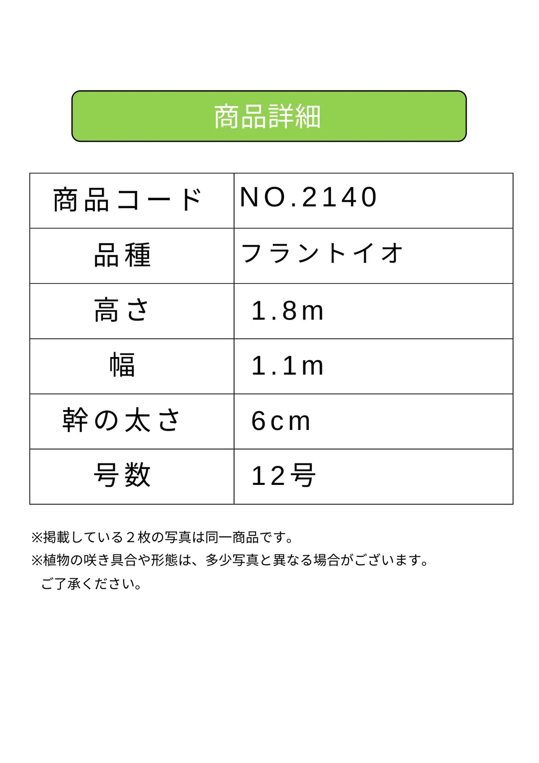 NEWフラントイオ（オリーブの木）｜XLサイズ｜NO.2140｜約180cm｜人気