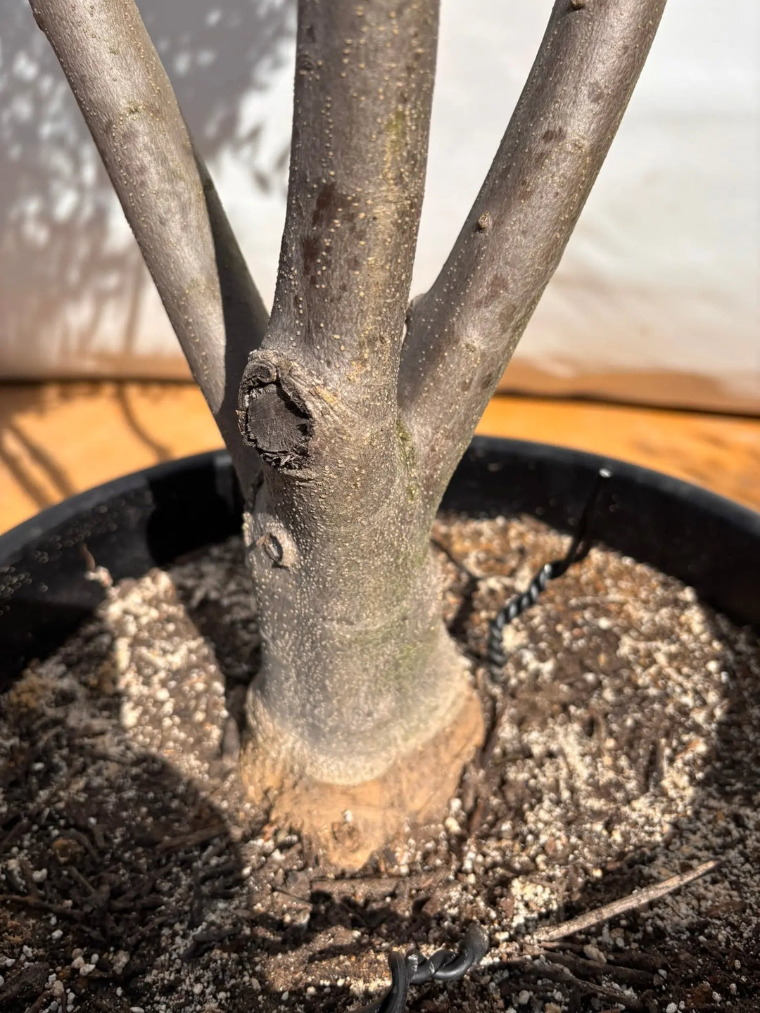 NEWフラントイオ（オリーブの木）｜XLサイズ｜NO.2140｜約180cm｜人気