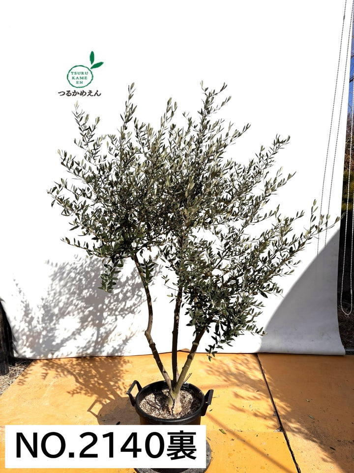 NEWフラントイオ（オリーブの木）｜XLサイズ｜NO.2140｜約180cm｜人気