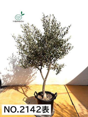 NEWルッカ（オリーブの木）｜XLサイズ｜No.2142｜約170cm｜人気・寒冷地OK・大型商品