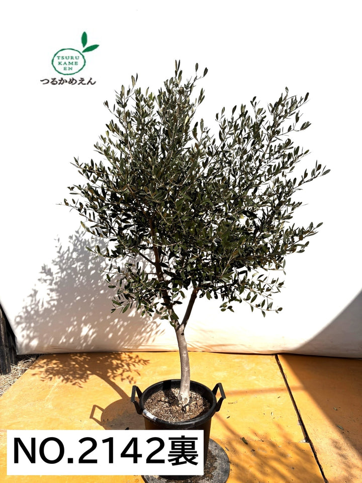 NEWルッカ（オリーブの木）｜XLサイズ｜No.2142｜約170cm｜人気・寒冷