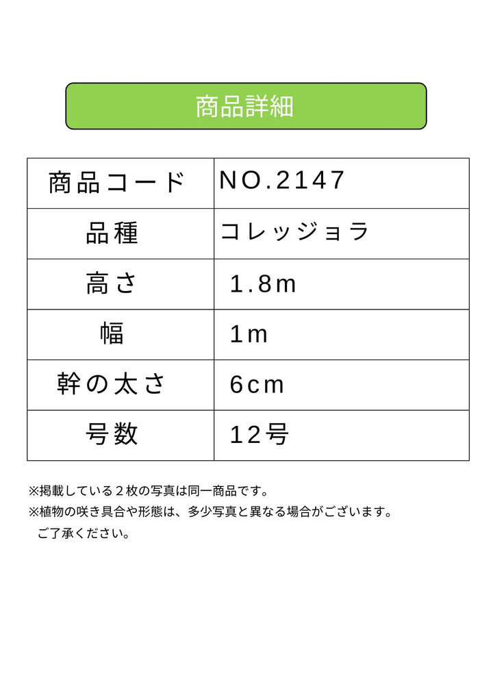 NEW【法人限定】コレッジョラ（オリーブの木）｜XLサイズ｜NO.2147｜約