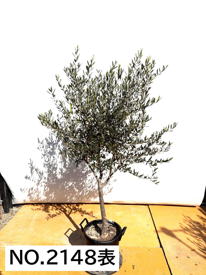 NEWタジャスカ（オリーブの木）｜XLサイズ｜NO.2148｜約190cm｜寒冷地