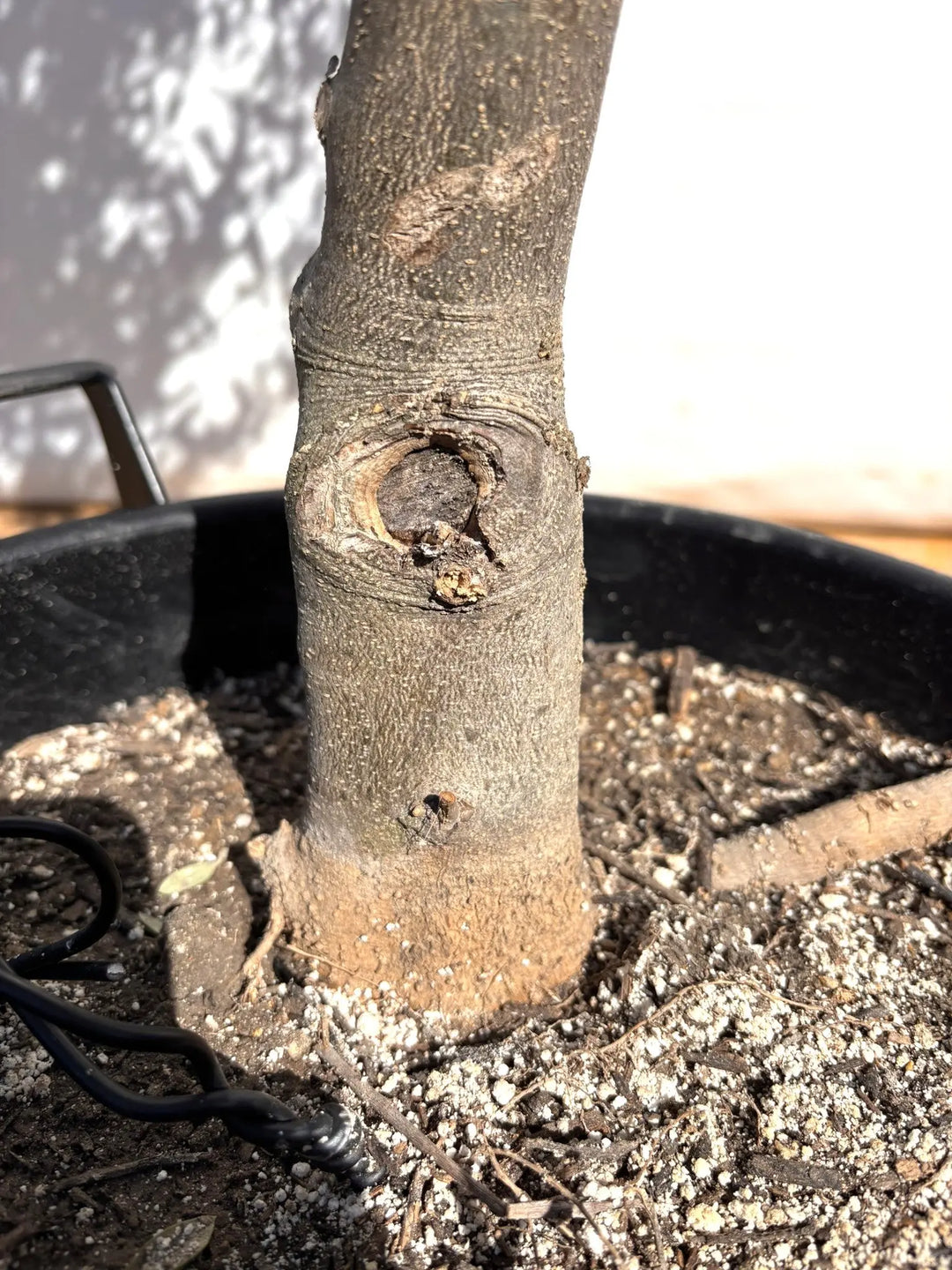 NEWタジャスカ（オリーブの木）｜XLサイズ｜NO.2148｜約190cm｜寒冷地