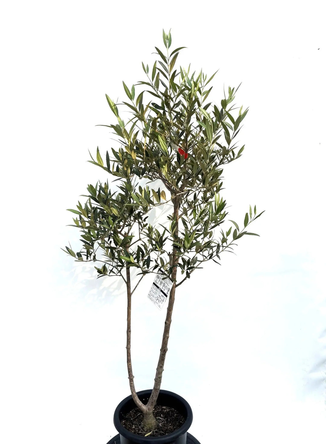 ひなかぜ（オリーブの木）｜Mサイズ｜K-217｜約140cm｜初心者・目隠し