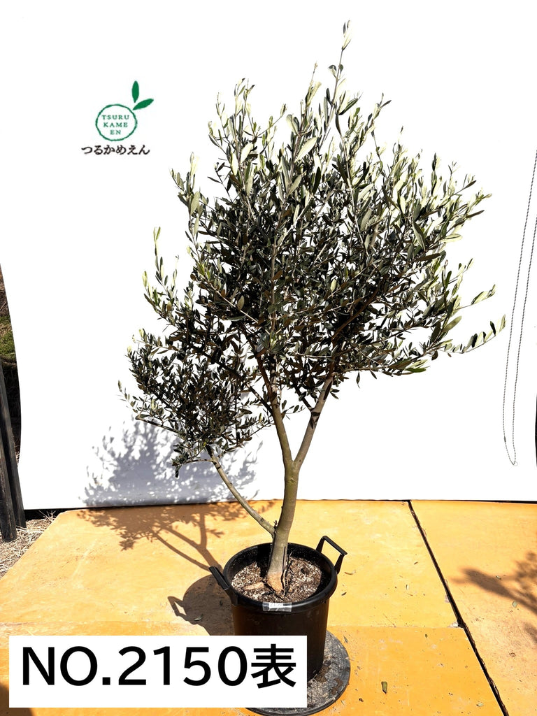 NEWルッカ（オリーブの木）｜XLサイズ｜No.2150｜約170cm｜人気・寒冷
