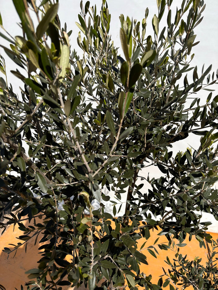 NEWルッカ（オリーブの木）｜XLサイズ｜No.2150｜約170cm｜人気・寒冷