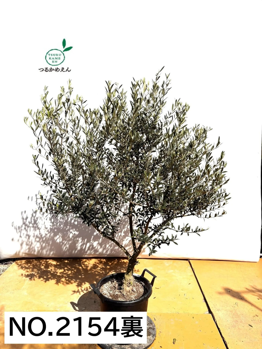 NEWネバディロブランコ（オリーブの木）｜XLサイズ｜NO.2154｜約160cm