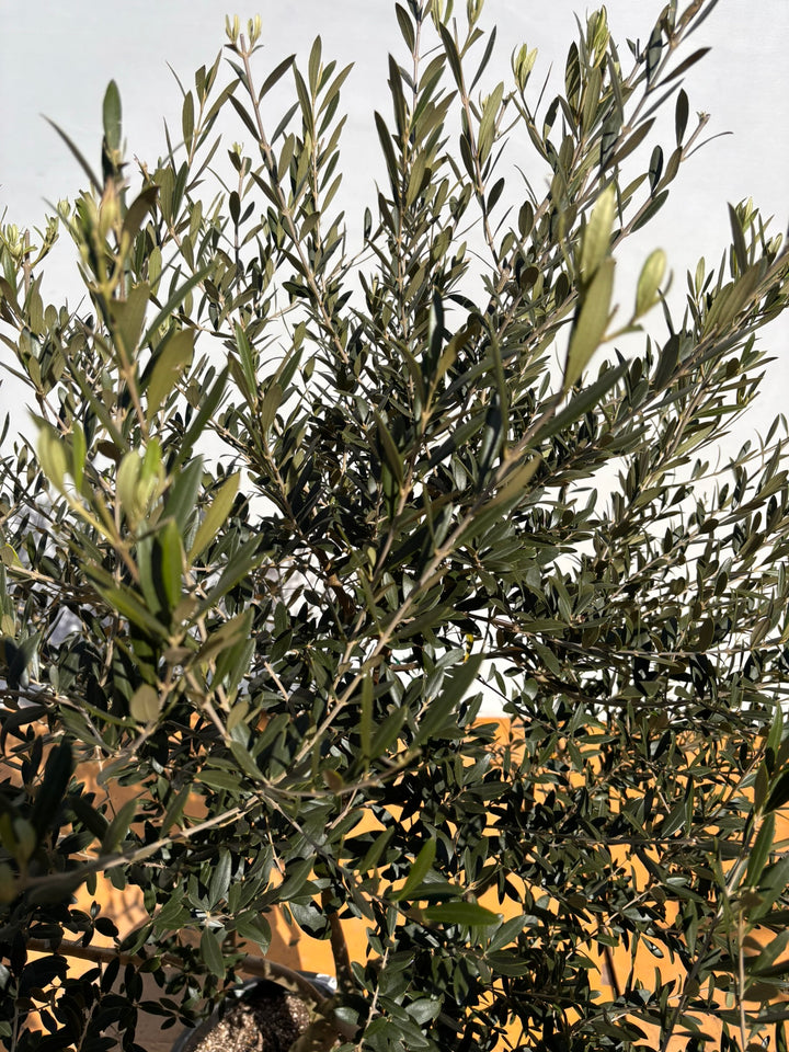 NEWネバディロブランコ（オリーブの木）｜XLサイズ｜NO.2154｜約160cm