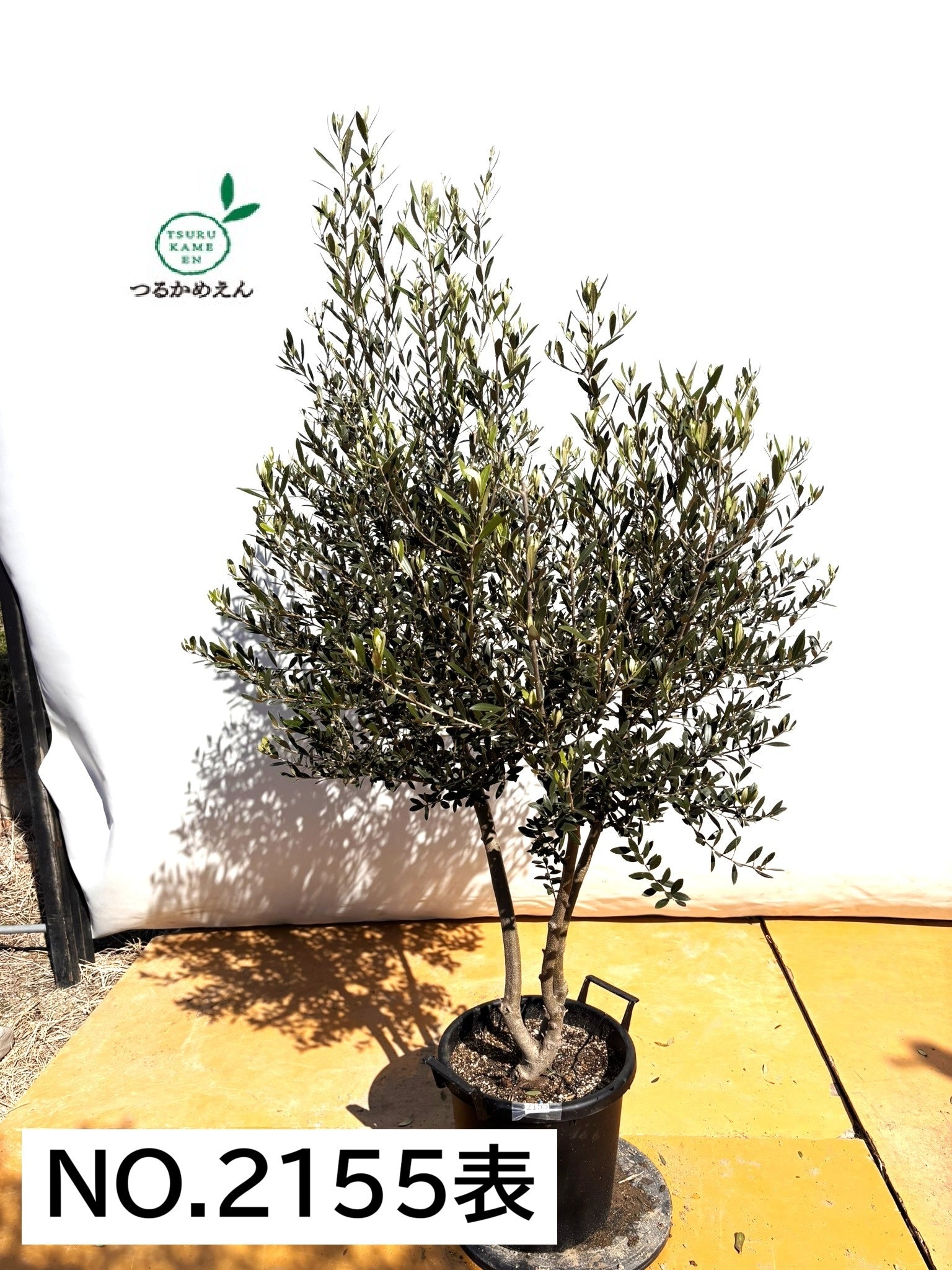 オリーブの木（全商品）｜写真の木をそのままお届け［現品販売］｜鶴亀