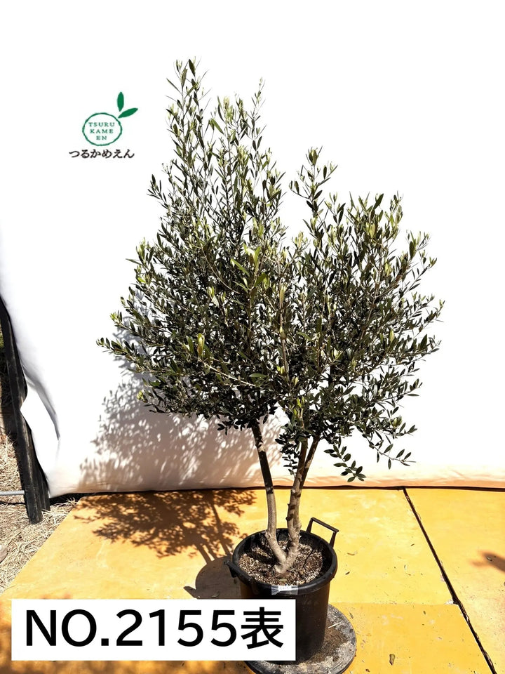 NEWネバディロブランコ（オリーブの木）｜XLサイズ｜NO.2155｜約180cm