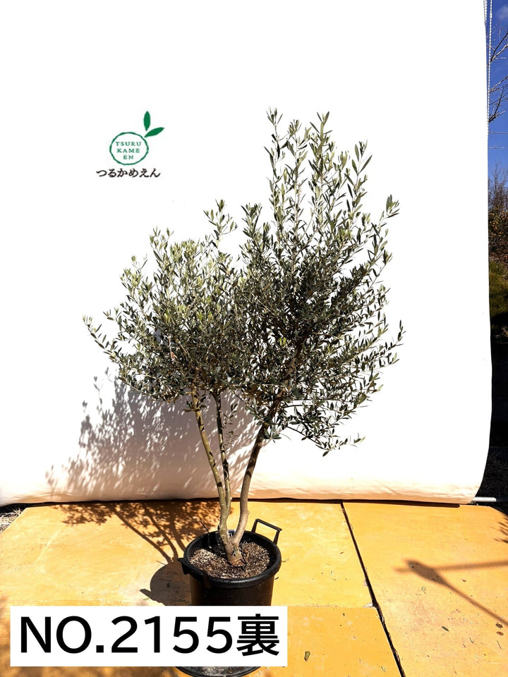 NEWネバディロブランコ（オリーブの木）｜XLサイズ｜NO.2155｜約180cm