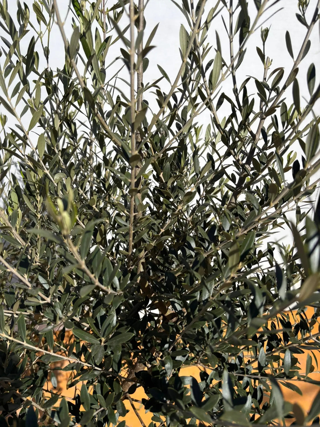 NEWネバディロブランコ（オリーブの木）｜XLサイズ｜NO.2155｜約180cm