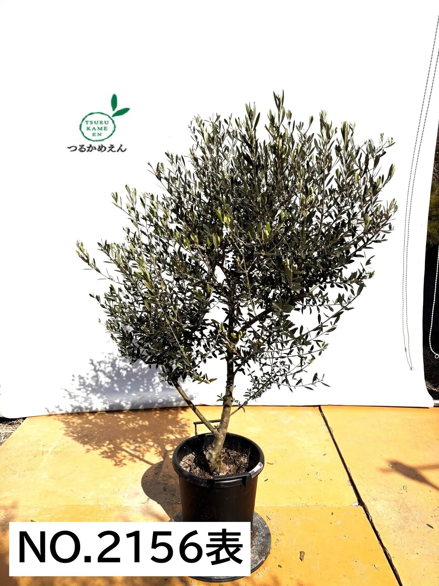 オリーブの木（全商品）｜写真の木をそのままお届け［現品販売］｜鶴亀