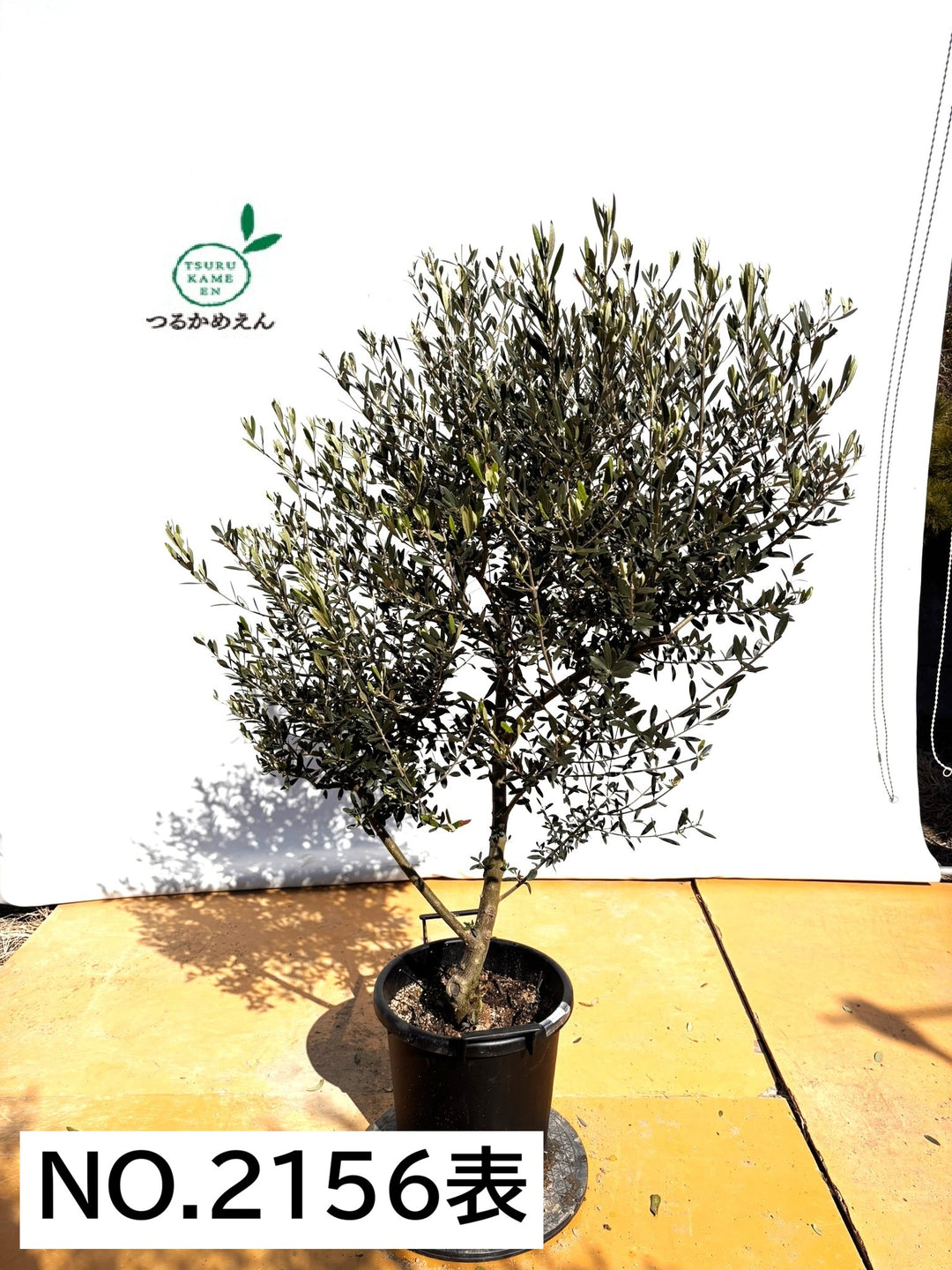 NEWネバディロブランコ（オリーブの木）｜XLサイズ｜NO.2156｜約150cm