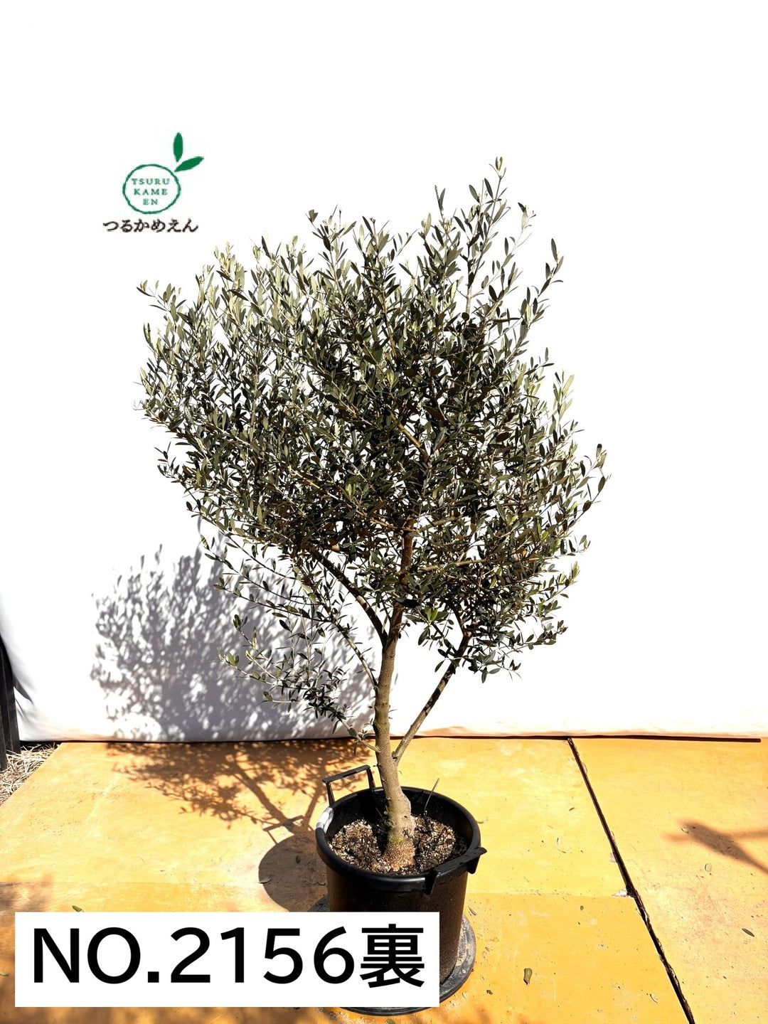 NEWネバディロブランコ（オリーブの木）｜XLサイズ｜NO.2156｜約150cm
