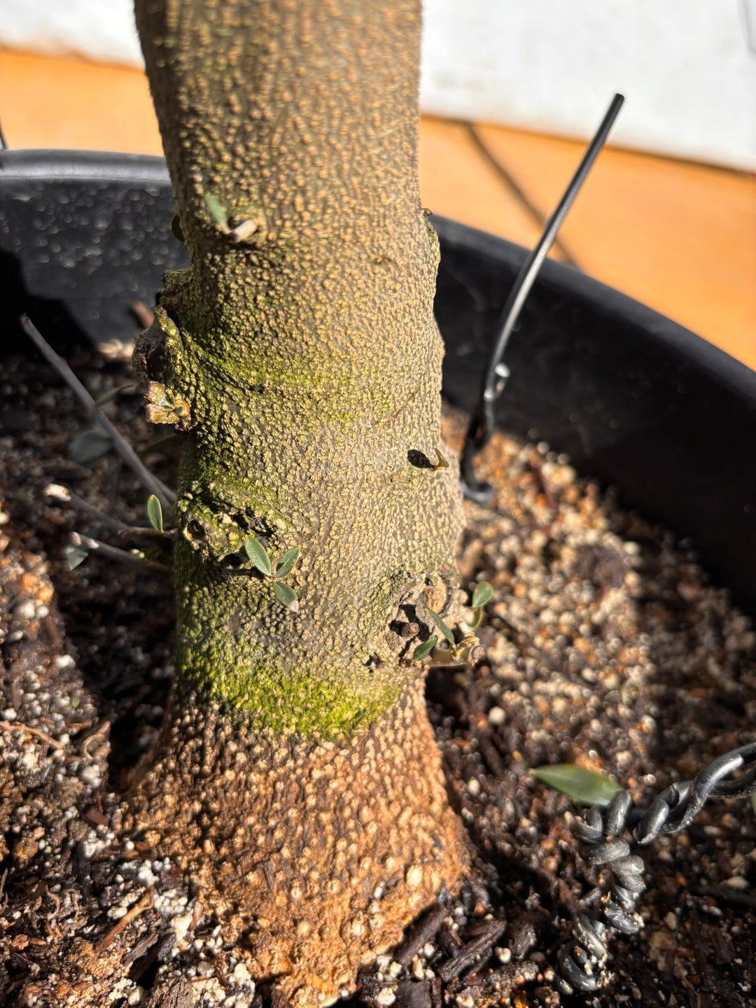 NEWネバディロブランコ（オリーブの木）｜XLサイズ｜NO.2156｜約150cm