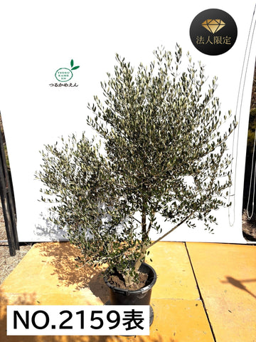 NEW【法人限定】コロネイキ（オリーブの木）｜XLサイズ｜NO.2159｜約190cm｜オイル用・小実・開帳型・大型商品