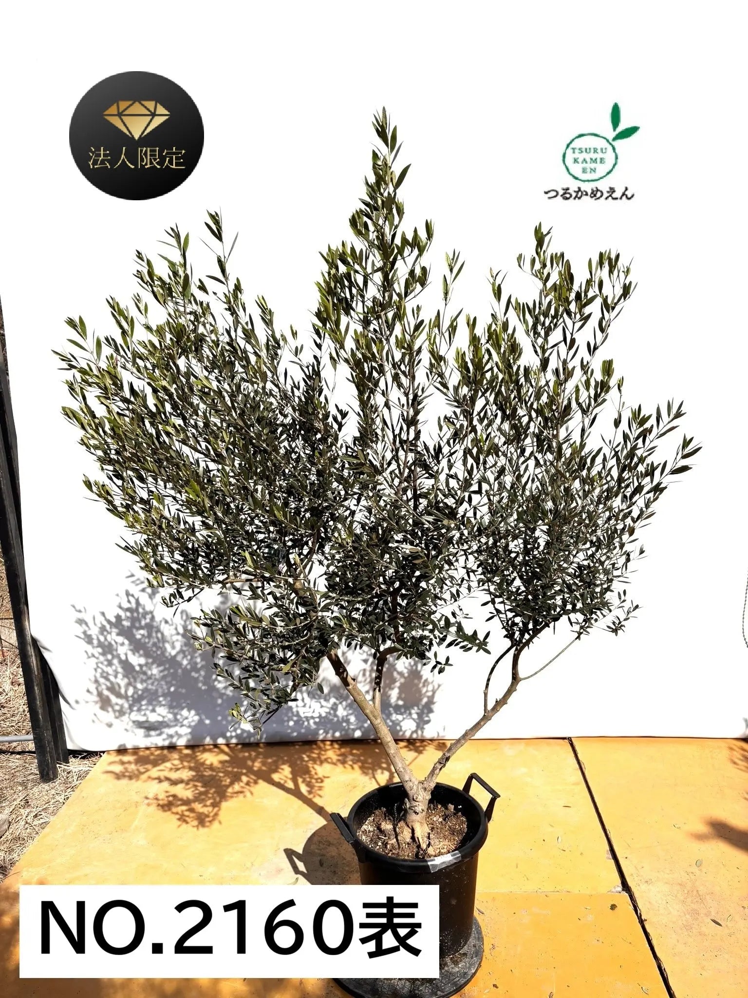 オリーブの木  植木 １本8,000円→7,000円【7月25日出品終了】 HGW8A23【美樹形】オリーブの木 ワンセブンセブン（177）約65cm - メルカリ