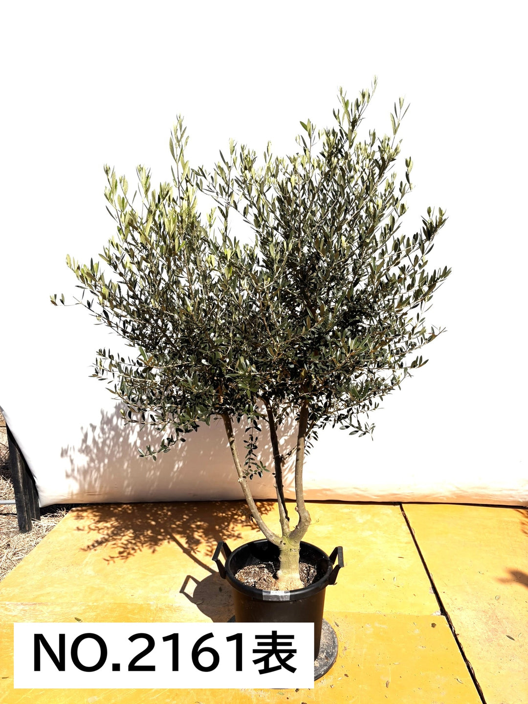 オリーブの木（全商品）｜写真の木をそのままお届け［現品販売］｜鶴亀
