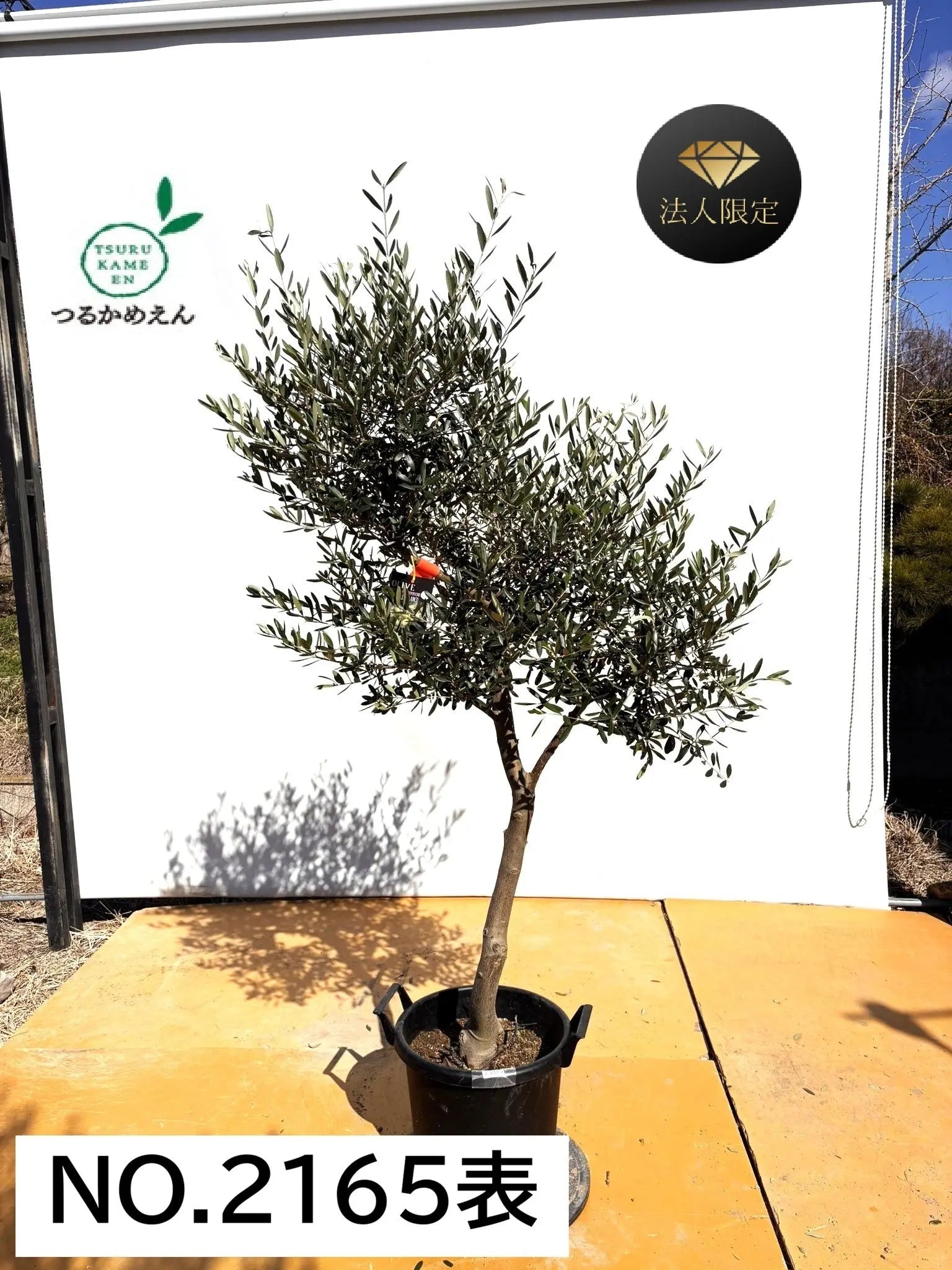 オリーブの木  植木 １本8,000円→7,000円【7月25日出品終了】 オリーブの木 7号 （高さ約100cm） 品種はおまかせの通販 | GreenSnap
