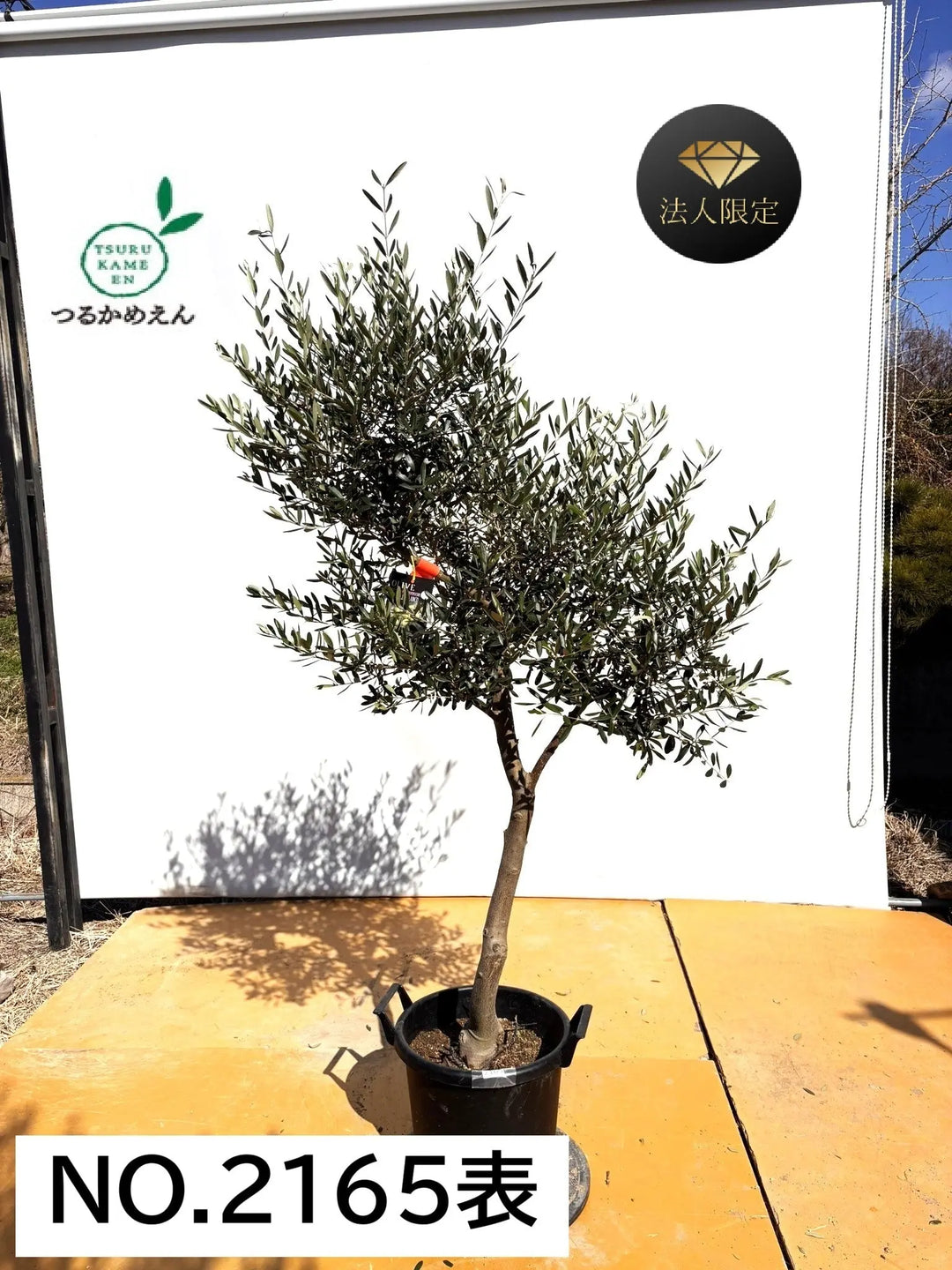 風格ある古木オリーブ - 株式会社鶴亀園