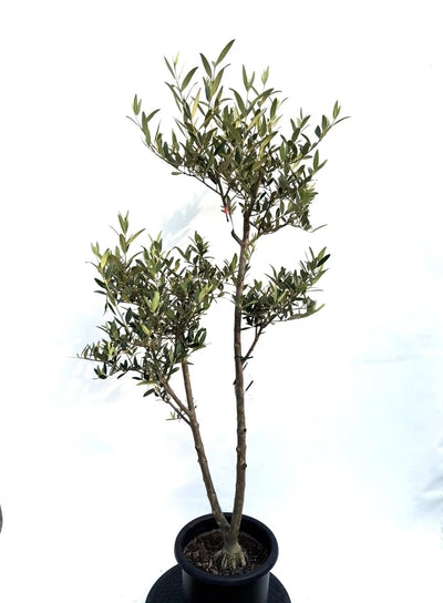 NEWひなかぜ（オリーブの木）｜Mサイズ｜K-219｜約140cm｜初心者・目隠し・直立型｜ 株式会社鶴亀園