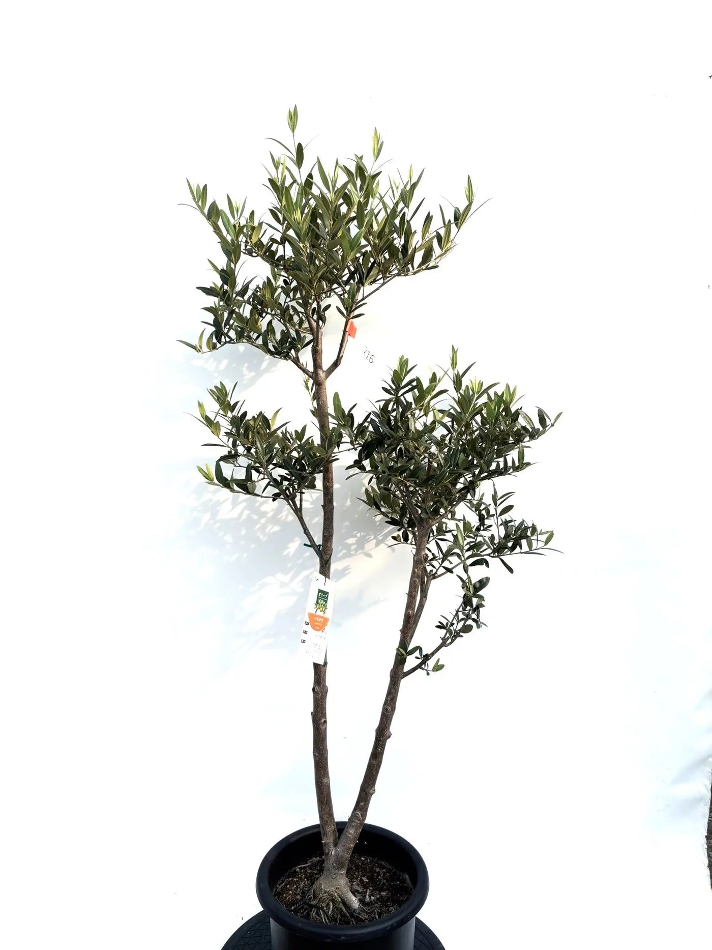 NEWひなかぜ（オリーブの木）｜Mサイズ｜K-219｜約140cm｜初心者・目隠し・直立型｜ 株式会社鶴亀園