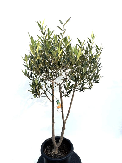 NEWひなかぜ（オリーブの木）｜Mサイズ｜K-220｜約130cm｜初心者・目隠し・直立型｜ 株式会社鶴亀園
