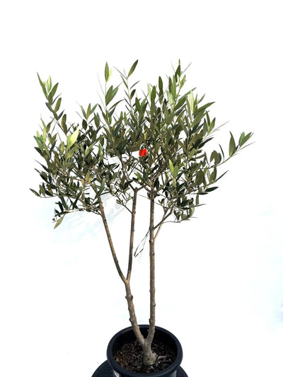 NEWひなかぜ（オリーブの木）｜Mサイズ｜K-220｜約130cm｜初心者・目隠し・直立型｜ 株式会社鶴亀園