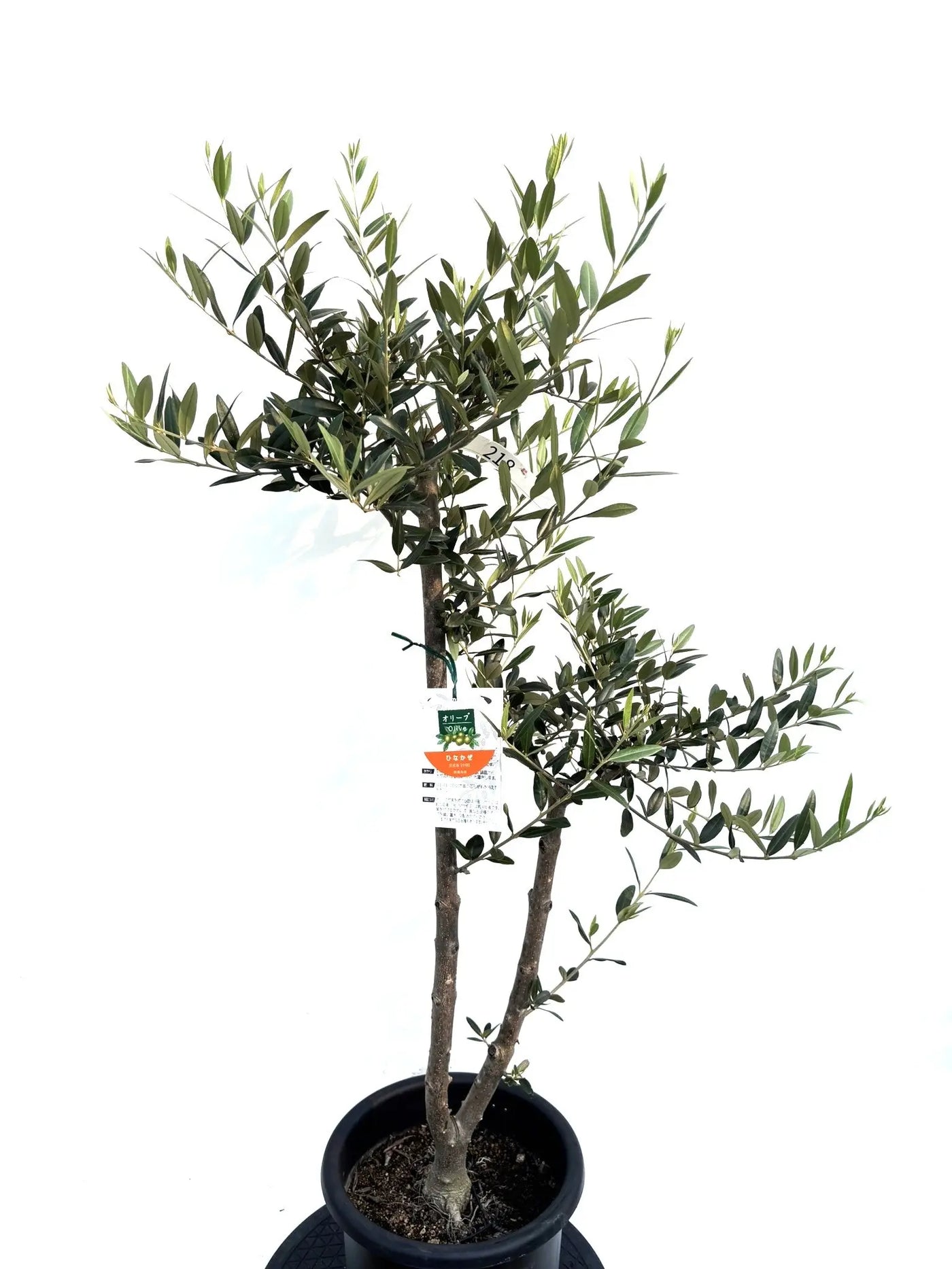NEWひなかぜ（オリーブの木）｜Mサイズ｜K-221｜約120cm｜初心者・目隠し・直立型｜ 株式会社鶴亀園