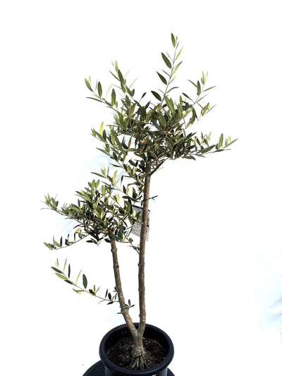 NEWひなかぜ（オリーブの木）｜Mサイズ｜K-221｜約120cm｜初心者・目隠し・直立型｜ 株式会社鶴亀園
