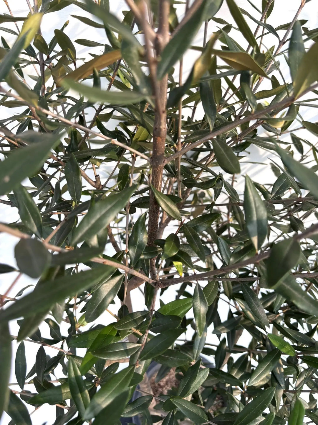 初心者向き・直立型】ひなかぜ（オリーブの木）〈目隠し〉｜約