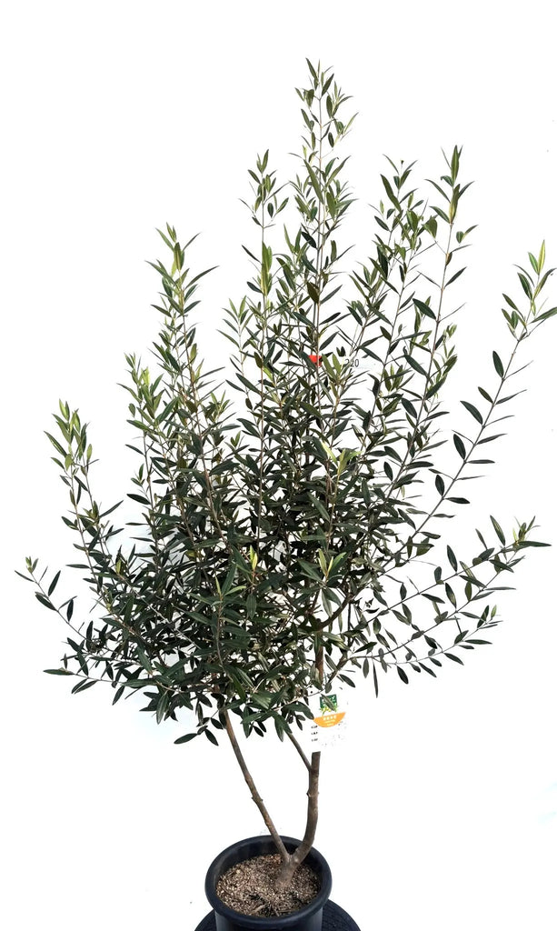 初心者向き・直立型】ひなかぜ（オリーブの木）〈目隠し〉｜約