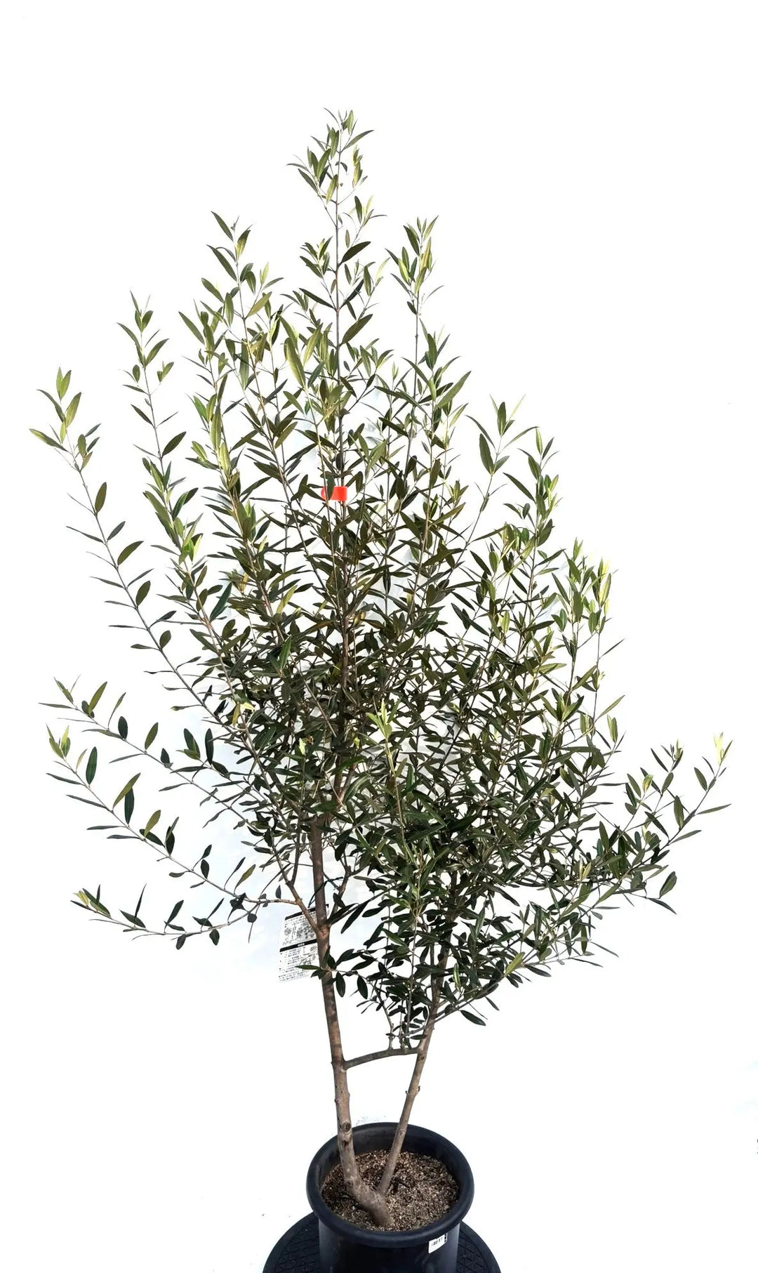 オリーブの木　ひなかぜ　8号　約180cm　K-223　現品掲載 初心者向き・直立型】ひなかぜ（オリーブの木）〈目隠し〉｜約
