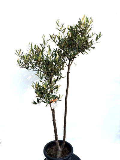 NEWひなかぜ（オリーブの木）｜Mサイズ｜K-224｜約130cm｜初心者・目隠し・直立型｜ 株式会社鶴亀園