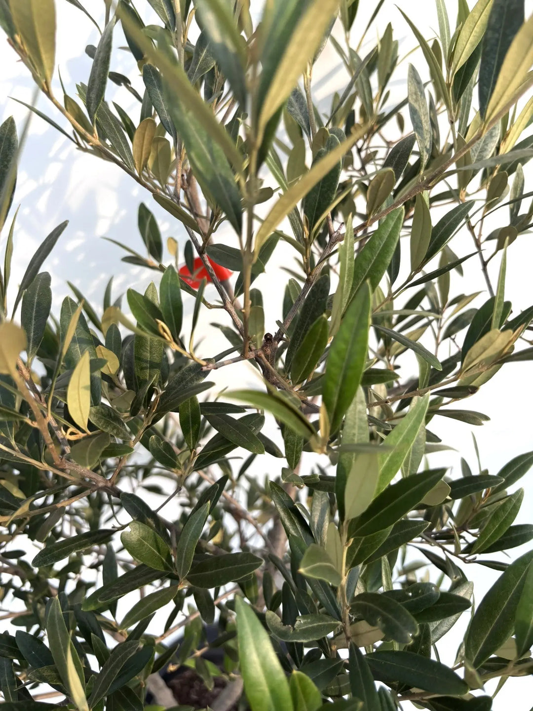 初心者向き・直立型】ひなかぜ（オリーブの木）〈目隠し〉｜約