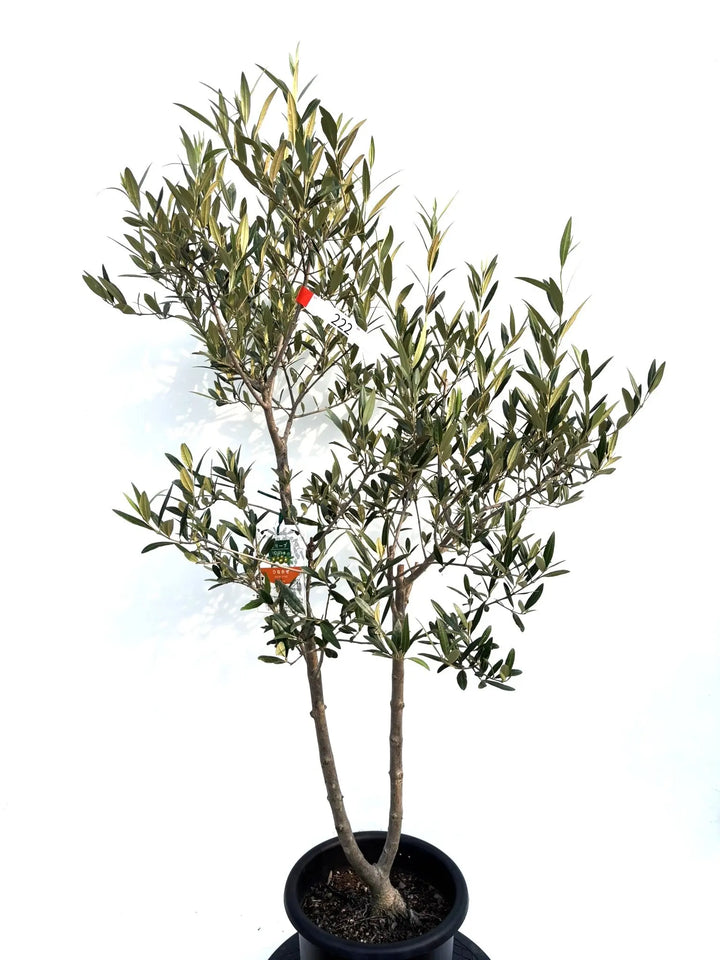 オリーブ　プロフご覧下さいです 人気・銀葉】ホジブランコ（オリーブの木）「初心者向き」｜95cm｜S