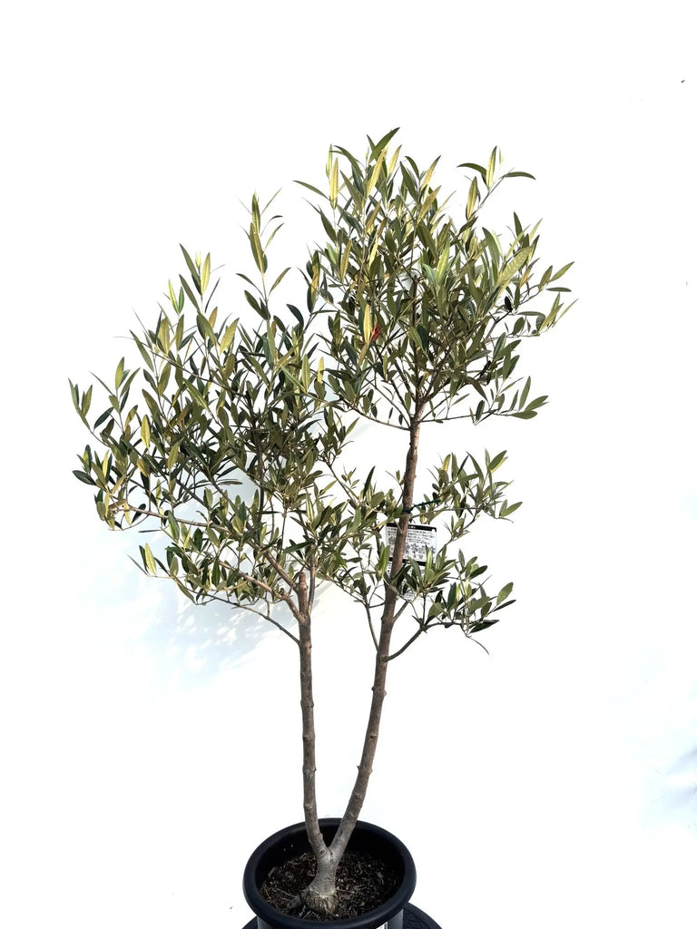 オリーブの木　ひなかぜ　8号　約150cm　K-213　現品掲載 オリーブの木 ひなかぜ 8号 約150cm K-213 現品掲載 - メルカリ