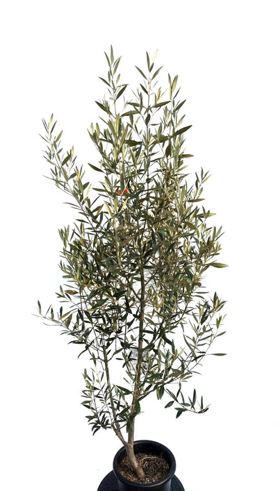 NEW【初心者向き・直立型】ひなかぜ（オリーブの木）〈目隠し〉｜約180cm｜Mサイズ｜K-223 株式会社鶴亀園