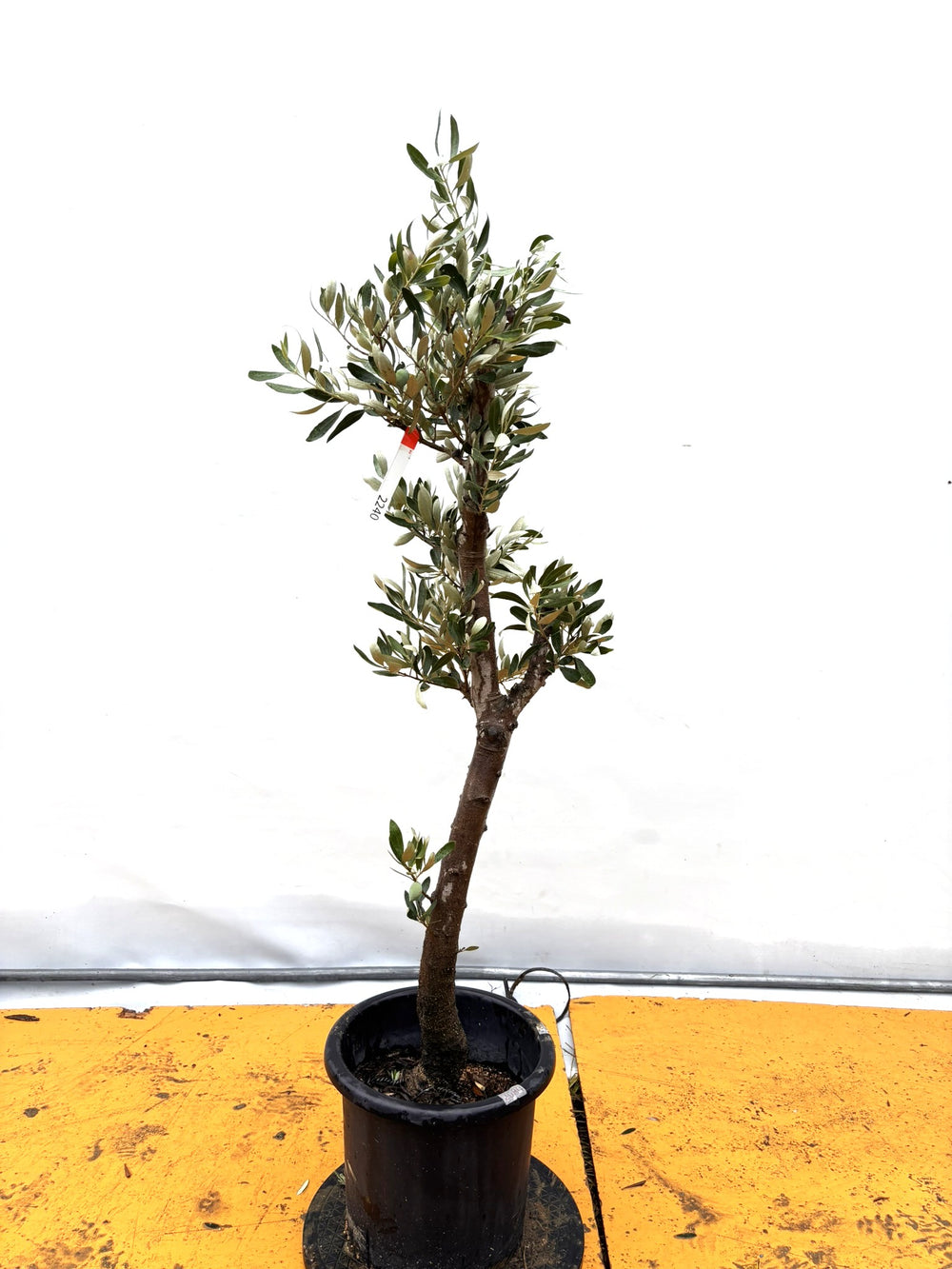 風格ある古木オリーブ - 株式会社鶴亀園
