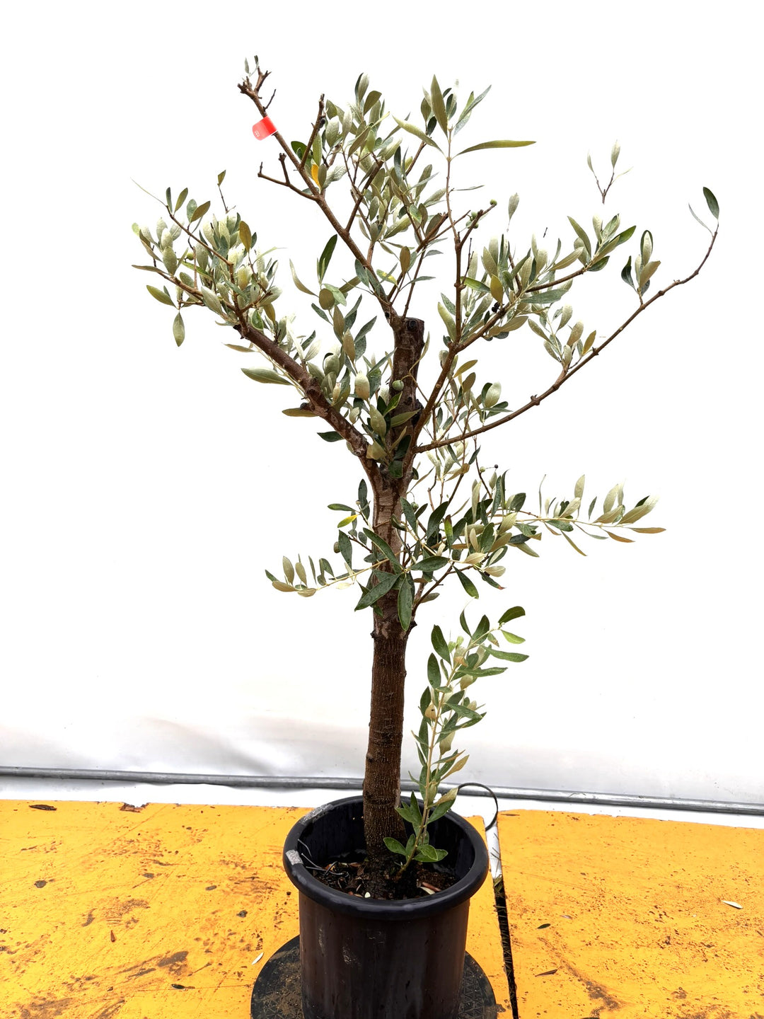 風格ある古木オリーブ - 株式会社鶴亀園