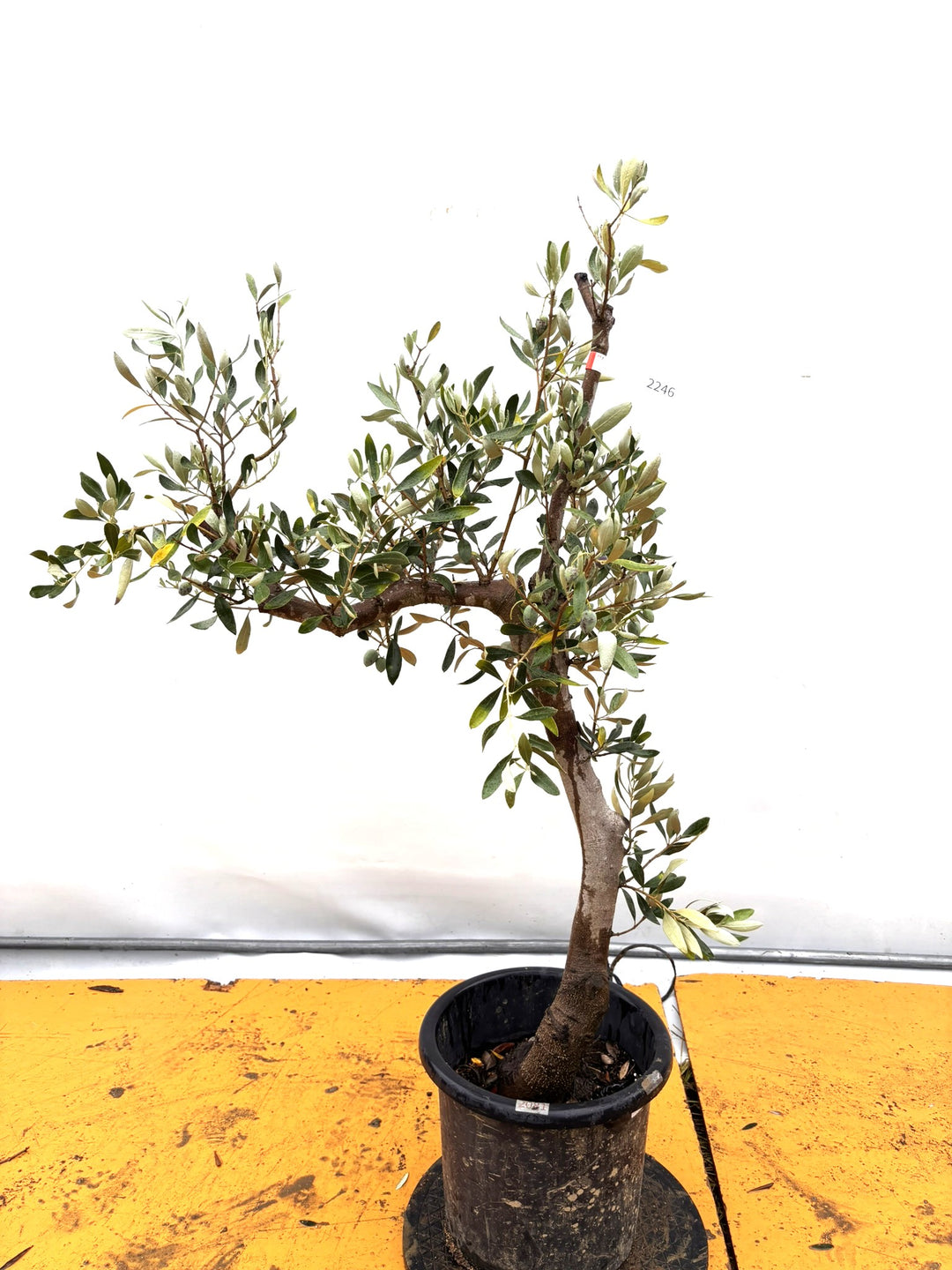 風格ある古木オリーブ - 株式会社鶴亀園