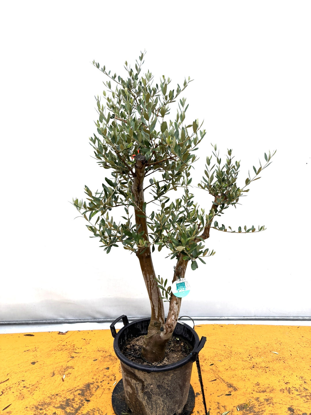 オリーブの木（全商品）｜写真の木をそのままお届け［現品販売］｜鶴亀