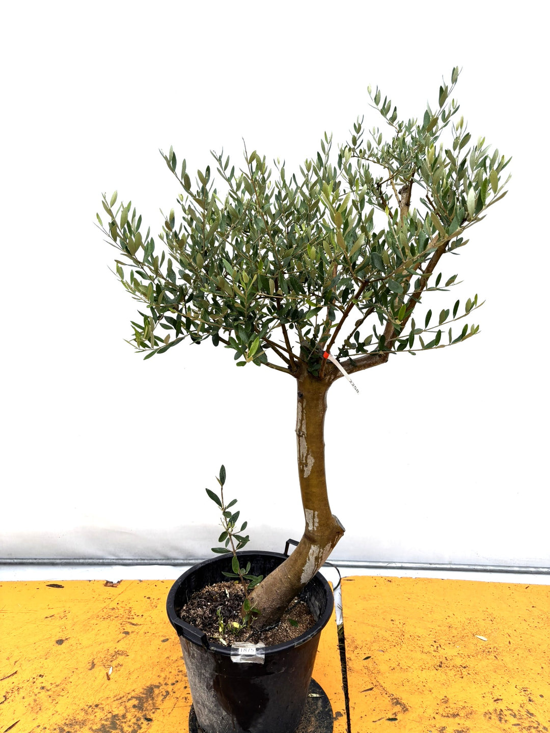 オリーブの木（全商品）｜写真の木をそのままお届け［現品販売］｜鶴亀