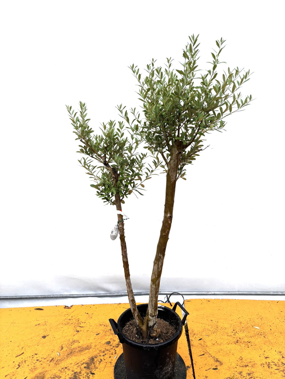 オリーブの木（全商品）｜写真の木をそのままお届け［現品販売］｜鶴亀