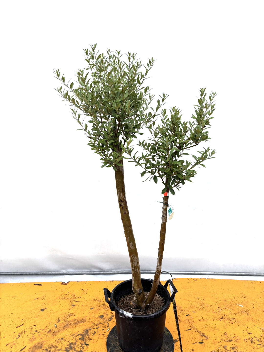 オリーブの木（全商品）｜写真の木をそのままお届け［現品販売］｜鶴亀