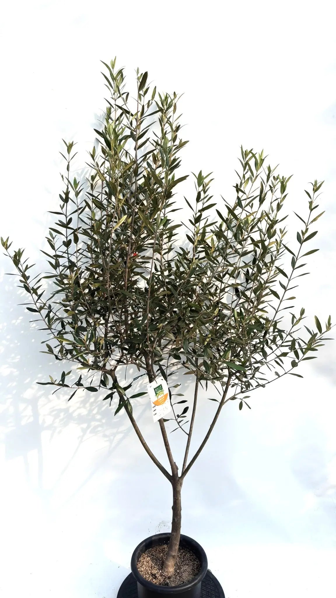 NEW【初心者向き・直立型】ひなかぜ（オリーブの木）〈目隠し〉｜約180cm｜Mサイズ｜K-226 株式会社鶴亀園